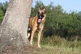 MALINOIS 043